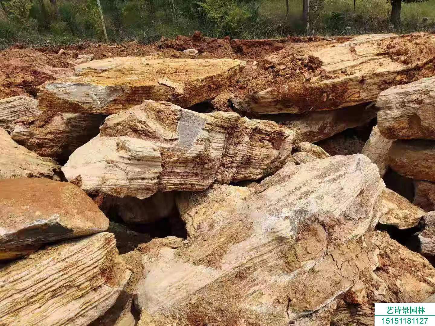 千層石產(chǎn)于什么地方